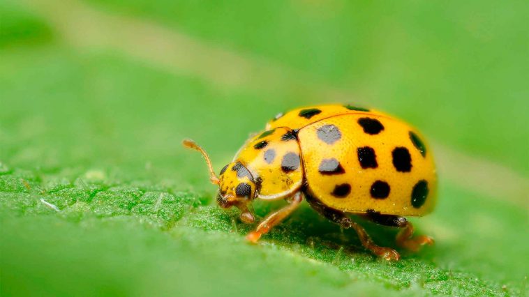 Що означає, якщо ви бачите жовту сонечко?