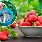 🌿 Лише одного весняного підживлення достатньо, щоб усе літо збирати великі, солодкі та соковиті ягоди полуниці!