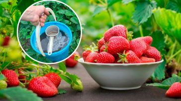 🌿 Лише одного весняного підживлення достатньо, щоб усе літо збирати великі, солодкі та соковиті ягоди полуниці!