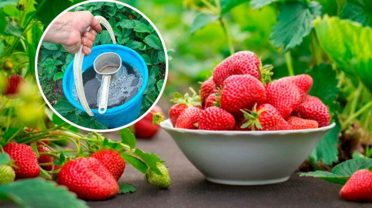 🌿 Лише одного весняного підживлення достатньо, щоб усе літо збирати великі, солодкі та соковиті ягоди полуниці!