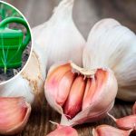 🧄 Секрет буйного часнику — найкраще підживлення у березні, від якого сусіди будуть у захваті!