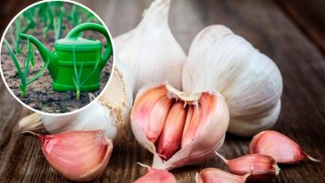 🧄 Секрет буйного часнику — найкраще підживлення у березні, від якого сусіди будуть у захваті!