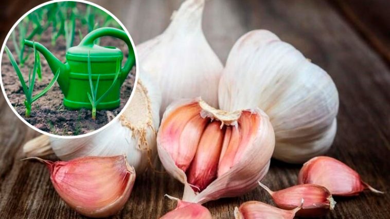 🧄 Секрет буйного часнику — найкраще підживлення у березні, від якого сусіди будуть у захваті!