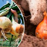 Щоб цибулі було вдосталь: весняні хитрощі для щедрого врожаю сіянки