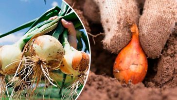 Щоб цибулі було вдосталь: весняні хитрощі для щедрого врожаю сіянки