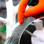 🌿 Весняна побілка дерев: захист від шкідників, хвороб і весняного сонця