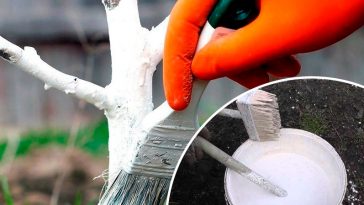 🌿 Весняна побілка дерев: захист від шкідників, хвороб і весняного сонця