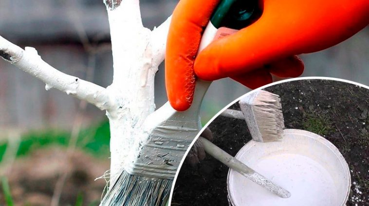 🌿 Весняна побілка дерев: захист від шкідників, хвороб і весняного сонця