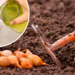 Як правильно замочувати цибулю перед посадкою для високого врожаю