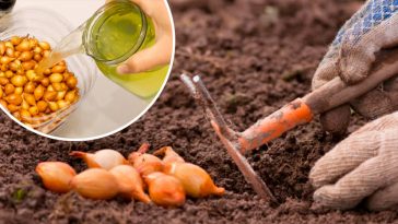 Як правильно замочувати цибулю перед посадкою для високого врожаю