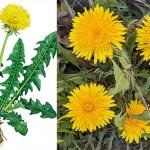 Універсальний засіб - проста кульбаба