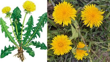 Універсальний засіб - проста кульбаба