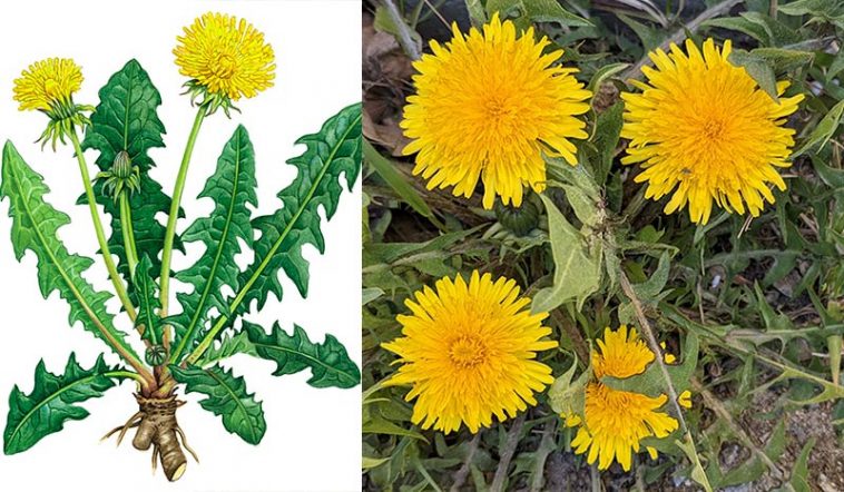 Універсальний засіб - проста кульбаба