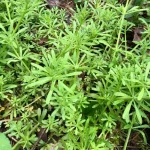 Підмаренник чіпкий (Galium aparine) – природний лікар для нирок, травлення та детоксикації