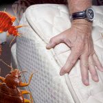 Як позбутися постільних клопів: натуральні методи з кізельгуром і гвоздикою