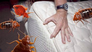 Як позбутися постільних клопів: натуральні методи з кізельгуром і гвоздикою