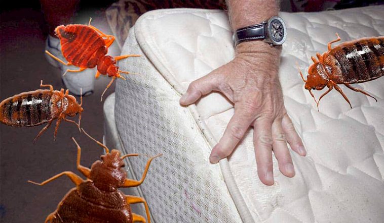 Як позбутися постільних клопів: натуральні методи з кізельгуром і гвоздикою