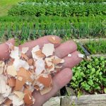 Не поспішайте викидати яєчну шкаралупу — це справжній скарб для вашого саду!