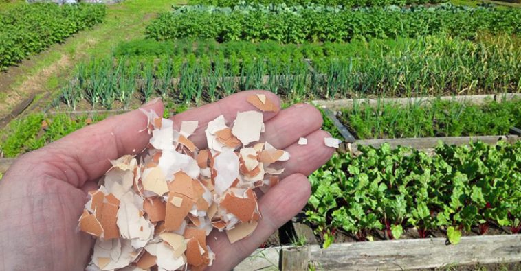 Не поспішайте викидати яєчну шкаралупу — це справжній скарб для вашого саду!