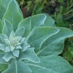 Коров'як звичайний: користь листя, квітів і коренів