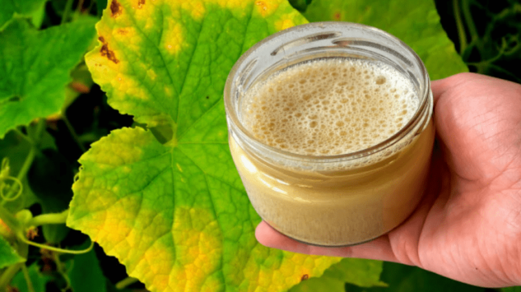 Один натуральний засіб — і жовтизна на огірках зникає! Перевірений копійчаний рецепт