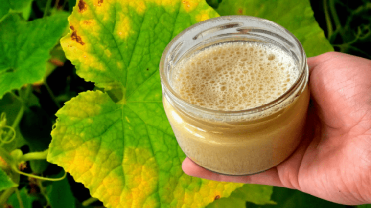 Один натуральний засіб — і жовтизна на огірках зникає! Перевірений копійчаний рецепт