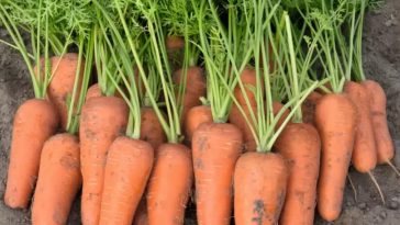 Посійте так — і морква зійде вже за 3 дні! Суперспосіб для рясного врожаю товстої моркви