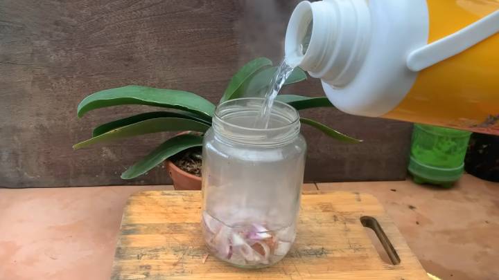 Орхідея раптово випустила в 5 разів більше квітконосів — усе завдяки натуральному підживленню з рису та цибулі!