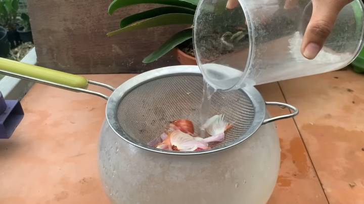 Орхідея раптово випустила в 5 разів більше квітконосів — усе завдяки натуральному підживленню з рису та цибулі!