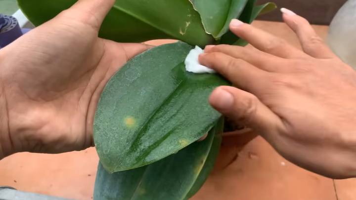 Орхідея раптово випустила в 5 разів більше квітконосів — усе завдяки натуральному підживленню з рису та цибулі!