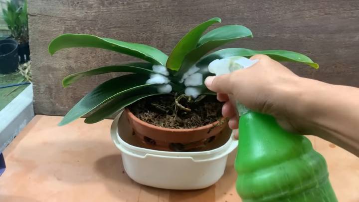 Орхідея раптово випустила в 5 разів більше квітконосів — усе завдяки натуральному підживленню з рису та цибулі!