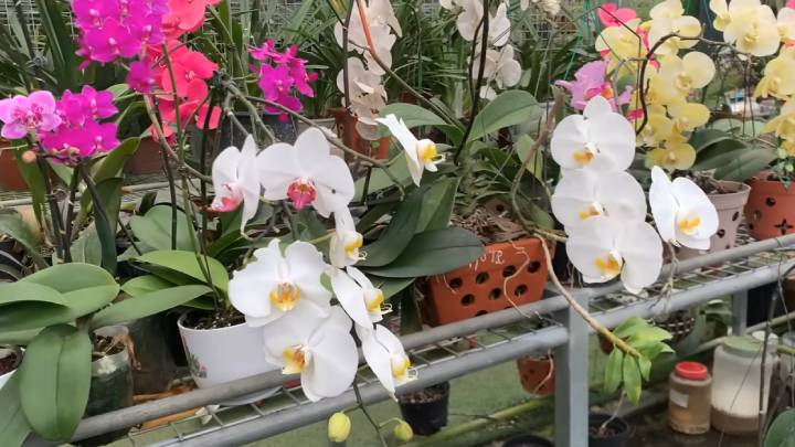 Орхідея раптово випустила в 5 разів більше квітконосів — усе завдяки натуральному підживленню з рису та цибулі!