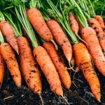 Як посадити моркву за допомогою туалетного паперу: корисний лайфхак для кожного городника