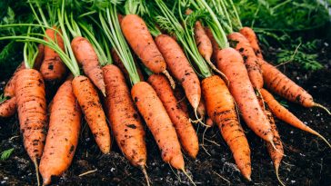 Як посадити моркву за допомогою туалетного паперу: корисний лайфхак для кожного городника