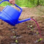 Марганцівка — невидимий помічник у саду й на городі: як правильно застосовувати для захисту рослин