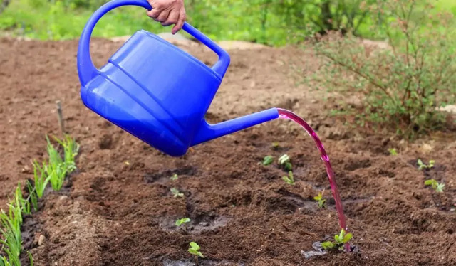 Марганцівка — невидимий помічник у саду й на городі: як правильно застосовувати для захисту рослин