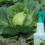 Як позбутися білокрилки на капусті та чим обприскувати рослини
