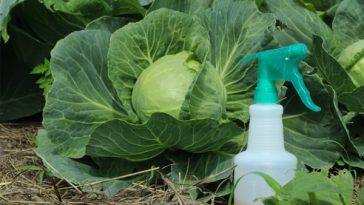 Як позбутися білокрилки на капусті та чим обприскувати рослини