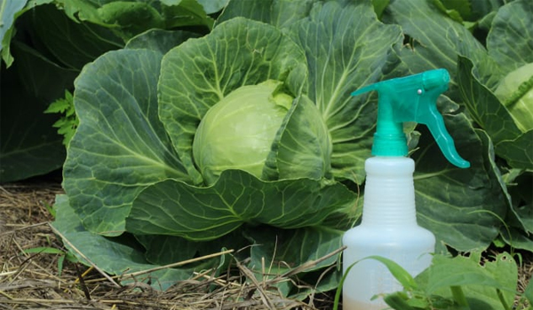 Як позбутися білокрилки на капусті та чим обприскувати рослини