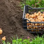 Коли садити картоплю в травні: точні терміни, поради за погодою, Місяцем і підготовкою ґрунту
