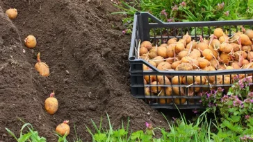 Коли садити картоплю в травні: точні терміни, поради за погодою, Місяцем і підготовкою ґрунту