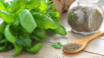 Домашній настій із базиліку: натуральний напій з потужними цілющими властивостями