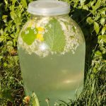 Домашній квас-лимонад з бузини: освіжаючий напій для здоров’я і гарного настрою