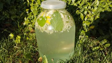 Домашній квас-лимонад з бузини: освіжаючий напій для здоров’я і гарного настрою