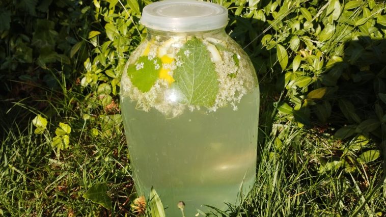 Домашній квас-лимонад з бузини: освіжаючий напій для здоров’я і гарного настрою