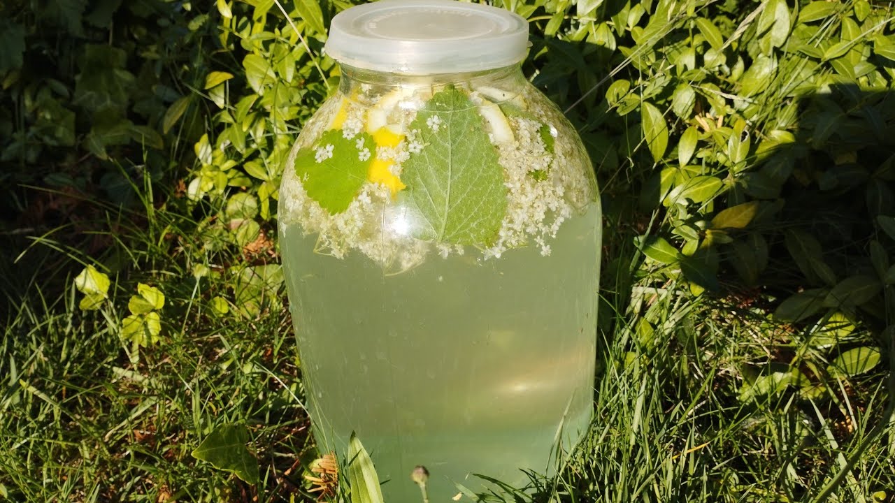 Домашній квас-лимонад з бузини: освіжаючий напій для здоров’я і гарного настрою