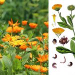 Календула (нагідки): корисні властивості, застосування та рецепти здоров’я