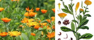 Календула (нагідки): корисні властивості, застосування та рецепти здоров’я