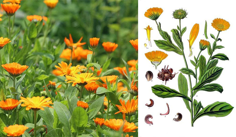 Календула (нагідки): корисні властивості, застосування та рецепти здоров’я