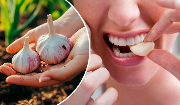 Щоденне вживання сирого часнику: природний спосіб підтримати здоров’я серця та знизити рівень холестерину